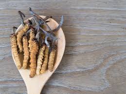Hasil gambar untuk CORDYCEPS