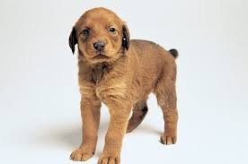 Small Animals Brown Dog Dogs Little Dogs Animal Wallpaper