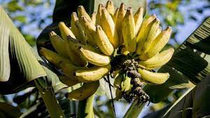 Gambar buah mangga yang masih di pohonnya. Ini Tafsir Mimpi Makan Pisang Menurut Primbon Disebut Berkaitan Dengan Nasib Mujur Tribun Jateng