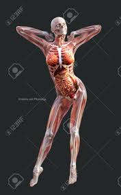 The major function of the hand in all vertebrates except human beings is locomotion; 3d Illustration Human Of A Female Skeleton Muscle System Bone And Digestive System With Clipping Path Stock Photo Picture And Royalty Free Image Image 126129775