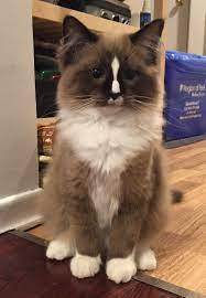 Diego Ragdoll Kitten Of The Month Ragdoll Kitten Cats Cute Cats