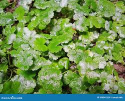Image result for Hydrocotyle ranunculoides