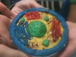 Modeling clay animals step by step. Clay Animal Cell Done For Science Class A Good Idea For My Cell Project Cells Project Elementary School Projects High School Science