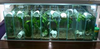 Size xl bisa untuk tanaman, pot, kaktus, ikan cupang, dll. Model Akuarium Modern Untuk Ikan Cupang Hias Dunia Akuarium