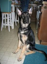 Breezy meadows long coat german shepherds is located in upstate new york. These Are The Boys Traveling With Dogs In A Tiny Rv