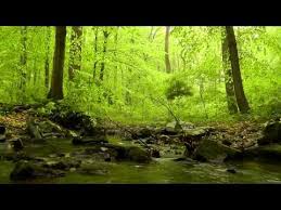 Sounds Of Nature 60 Relaxing Minutes Of Woodlands Trickling Stream Babbling Brooks Bird Sounds Nature Sounds Calming Music Relaxing Music