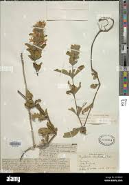 Image result for Dyschoriste trichocalyx