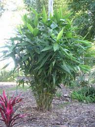 Pin By Barbara On House Plants For Tropical Native Garden Tropical Landscaping Tiger Grass Plants