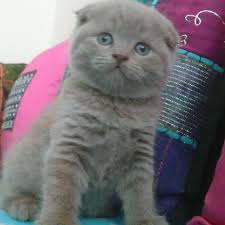 sakarya cins kedi sahiplendirme ve es bulma ucretli ucretsiz home facebook