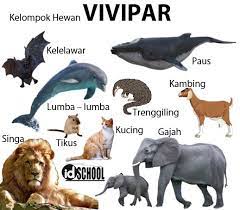Ovovivivar adalah salah satu cara hewan untuk berkembang biak, yaitu dengan cara bertelur dan beranak atau ular kadut tidaklah berkembang biak dengan cara melahirkan (vivipar) seperti mamalia. 3 Cara Perkembangbiakan Hewan Secara Generatif Idschool