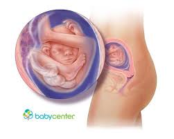 19 Weeks Pregnant Babycenter 19 Weeks Pregnant Baby Center 19 Weeks Pregnant Belly