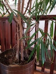 Image result for Asparagus falcatus