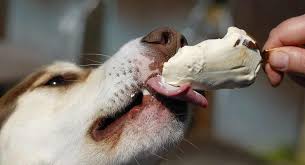 We did not find results for: My Dog Ate A Popsicle Stick What Should I Do Next