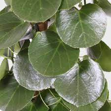 Image result for Cissus rotundifolia