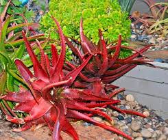 Image result for Aloe cameronii × christianii