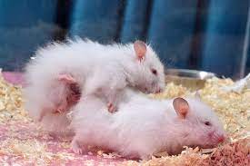 Find out what the early signs of a french bulldog pregnancy are in this essential guide to knowing if your frenchie is pregnant or not plus how to prepare. Syrian Hamster Breeding Wikipedia