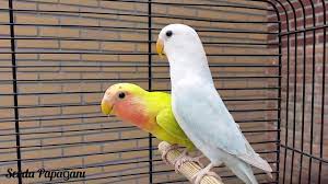 kuslar neden isirir sevda papagani lovebird agapornis budgies african love parrot