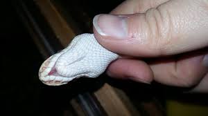 There are 255 snake jaw for sale on etsy, and. Ball Python Jaw Too Short