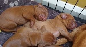 It's a great companion for active and outdoorsy people who like to go on adventures. Wharekuri Hungarian Wirehaired Vizsla Kennel Home Facebook