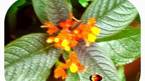 Pada bunga atau kembang juga ada yang namanya benang. Bunga Chrysothemis Pulchella Copper Leaf Bunga Terompet Matahari Tenggelam