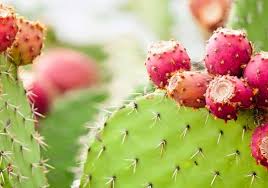 Comment Planter Un Figuier De Barbarie Dans Son Jardin Pour Le Manger