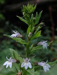 Image result for Lobelia thermalis