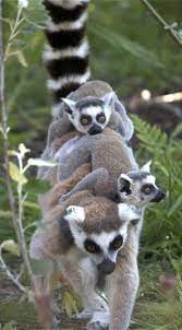 Name A Ring Tailed Lemur Lemur Cute Animals Zooborns