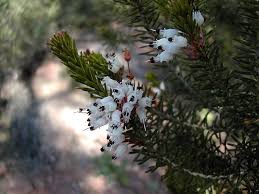 Image result for Erica lanceolifera