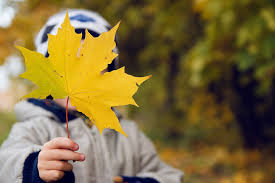 How To Identify Tree By Leaves And Bark Chop Doc