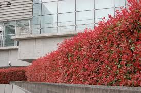 Image result for Photinia serrulata