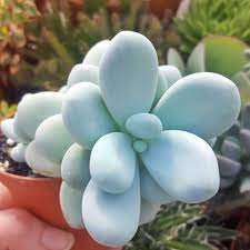 Moonstone Succulent Planting Succulents Plants Succulents