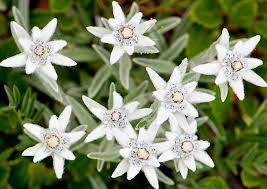 Ya, kibut atau yang biasa kita kenal dengan nama bunga bangkai mengeluarkan aroma yang sangat tak. Macam Macam Bunga Langka Yang Dilindungi Pemerintah Indonesia Bibitbunga Com