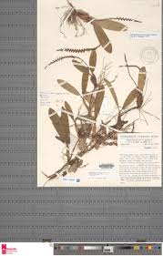 Image result for Bulbophyllum fuscum