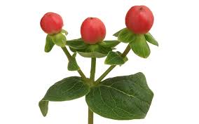 Image result for Hypericum humbertii