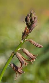 Image result for Dipcadi brevifolium
