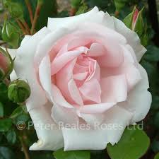 We did not find results for: New Dawn Weeping Standard Rose Peter Beales Roses The World Leaders In Shrub Climbing Rambling And Standard Classic Roses