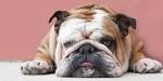 30 Most Quiet Dog Breeds Perfect for Apartment Living