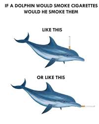 Celebrating Dolphin Day With Some Playful Memes In 2020 Funny Memes Memes Best Funny Pictures