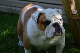 Caring hearts, caring hands est. Animal Care Clinic Of Randall Pointe 12 Photos 44 Reviews Veterinarians 477 Briargate Dr South Elgin Il United States Phone Number