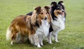Shetland Sheepdog Dog Breed Information