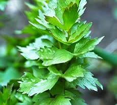 Lovage will grow up, rather than out if left unchecked. Lovage