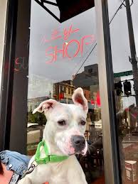 The purpose of happy haven smaii animai rescue is to rescue and re home abused, abandoned, unwanted and homeiess animais with the hopes of piacing them in ioving 'feather' or 'fur' ever homes. New Hope Pet Rescue New Rescue Twitter