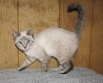 60 Sassy Siamese Cat Names | PetHelpful