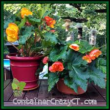 Riesenauswahl an produkten für zuhause. Overwintering Canna Plants From Container Gardens Container Crazy Ct