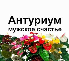 какие цветы можно вырастить дома из семян к 8 марта Anturium Muzhskoe Schaste Kupit V Chelyabinske Cena 150 Rub Data Razmesheniya 23 02 2019 Rasteniya I Semena Rasteniya Semena Schaste