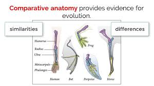 Jo Ib Bio 5 1 Evidence For Evolution
