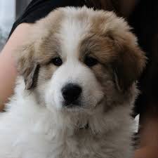 Absolute Beauty Have Owned 4 Wish They Could Stay This Way Much Longer Cute Dogs And Puppies Animals Beautiful Dogs And Puppies