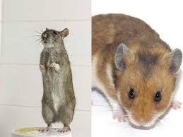 What sound does a rat make when giving birth. Can Rats And Hamsters Mate Attraction Breeding Petsial