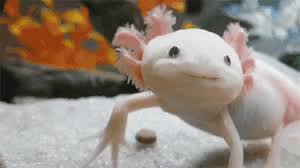 Find gifs with the latest and newest hashtags! Axolotl Gifs Tenor