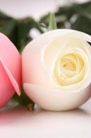 Use them in commercial designs under lifetime, perpetual & worldwide rights. Rose Flower Wallpaper Hd Best And Most Beautiful For Android Apk Download